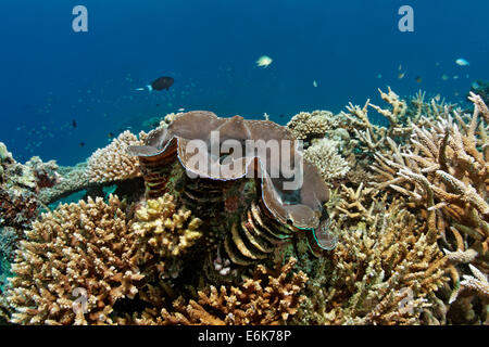 Riesenmuschel (Tridacna Gigas), wachsenden im Korallenriff mit verschiedenen Acropora Korallen (Acropora SP.), Indischer Ozean, Embudu Stockfoto