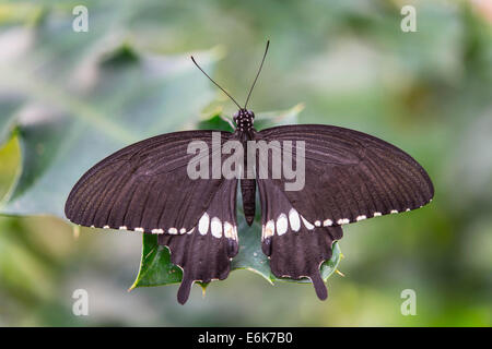 Gemeinsamen Mormone (Papilio Polytes), ursprünglich aus Asien, Gefangenschaft, Schmetterlingshaus, Botanischer Garten, München, Bayern, Oberbayern Stockfoto