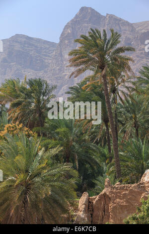 Dattelpalmen in Wadi Tiwi mit Hajar-Gebirge, Ash Sharqiyah, Oman Stockfoto