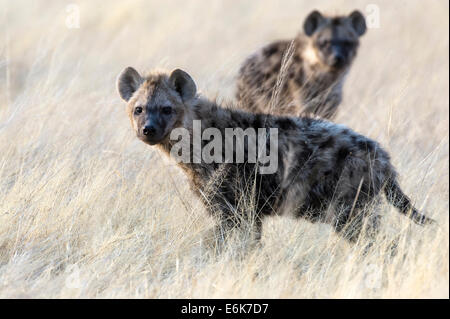 Spotted Hyänen (Crocuta Crocuta), zwei Sub-Erwachsene stehen lange Gras, Etosha Nationalpark, Namibia Stockfoto