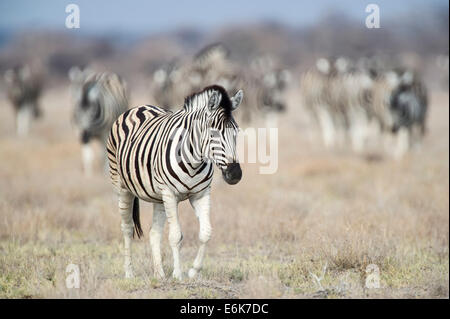 Burchell Zebra (Equus Quagga Burchellii), erwachsener Mann zu Fuß in Grünland mit Herde Zebras hinter, Etosha Nationalpark Stockfoto