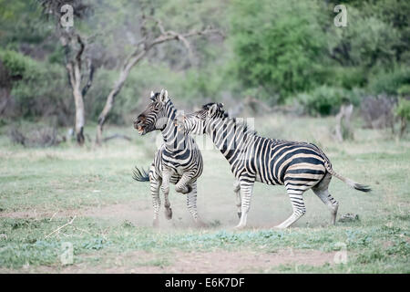 Burchell Zebras (Equus Quagga Burchellii), zwei Erwachsene kämpfen, Südafrika Stockfoto