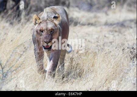 Löwe (Panthera Leo), Sub-Erwachsenen zu Fuß durch Rasen, Etosha Nationalpark, Namibia Stockfoto