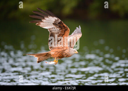 Rotmilan (Milvus Milvus) fliegen mit Beute über einen See, Mecklenburg-Western Pomerania, Deutschland Stockfoto