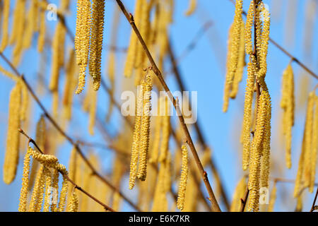 Kätzchen auf einem Strauch gemeinsame Hasel (Corylus Avellana) Stockfoto