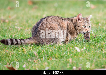 Hauskatze (Felis Silvestris Catus) mit Maus Beute, Deutschland Stockfoto