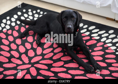 Schwarze Labrador Retriever Hund liegend auf einem Teppich zu Hause Blick in die Kamera Stockfoto