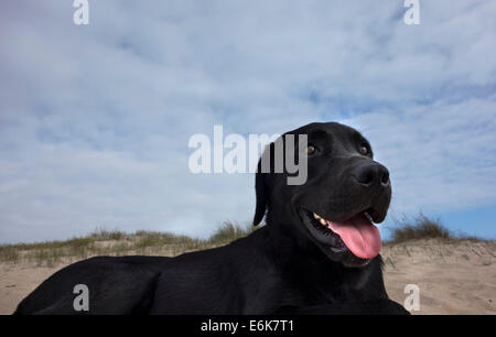 Schwarze Labrador Retriever Hund am Strand vor einer Sanddüne liegend Stockfoto