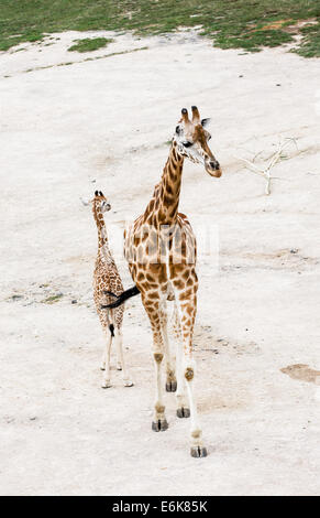 Rothschild Giraffen (Giraffa Plancius Rothschildi). Junge Giraffe mit Jungtier. Stockfoto