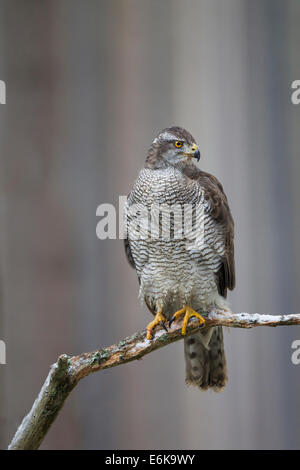 Habicht Northern Goshawk Accipiter Gentilis weiblich Stockfoto