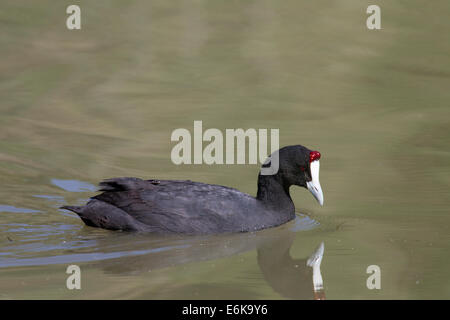 Crested Coot Fulica Cristata Kammblässhuhn Red-genoppten Coot blaesshuhn Stockfoto