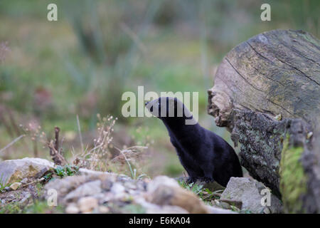 Amerikanischer Nerz Amerikanischer Nerz Mustela vison Stockfoto