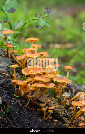 Nahaufnahme der goldenen Trompete (oder Bell Omphalina und fuzzy-Fuß) (Xeromphalina Campanella) Pilze im Wald im Herbst Stockfoto