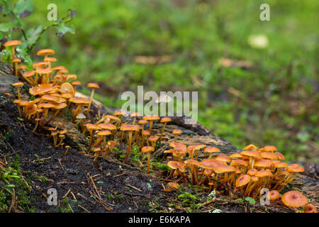 Nahaufnahme der goldenen Trompete (oder Bell Omphalina und fuzzy-Fuß) (Xeromphalina Campanella) Pilze im Wald im Herbst Stockfoto