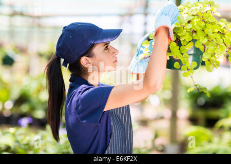 hübsche Florist Prüfung Blumen Zustand im Gewächshaus Stockfoto