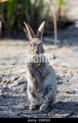 Europäische Kaninchen Kaninchen Oryctolagus cuniculus Stockfoto