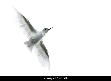 Feenseeschwalbe im Flug über die Insel St. Helena im Südatlantik. Eine der häufigsten Vögel auf St. Helena Stockfoto