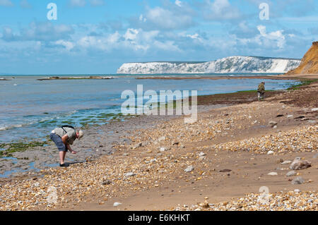 Fossilen Jäger am Strand von Brook Bay, Isle Of Wight. Stockfoto