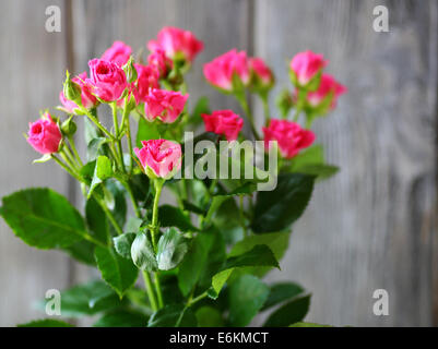 kleine Rosen an den Zweigen, Blumen Stockfoto