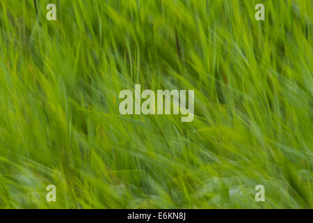 lange Grashalme verschwommen durch Langzeitbelichtung bei windigem Wetter Stockfoto