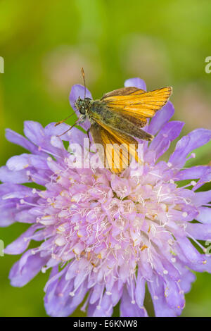 Frau Klein Skipper ernähren sich von kleinen Witwenblume Stockfoto