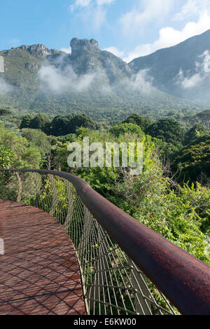Cape Town Kirstenbosch Gärten Centenary Baum Canopy Walkway eröffnet im Mai 2014 feiern 100 Jahre der Gärten Stockfoto
