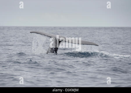 Pottwal, Physeter Macrocephalus, wegzuwerfen an der Oberfläche. Azoren, Atlantik. Stockfoto