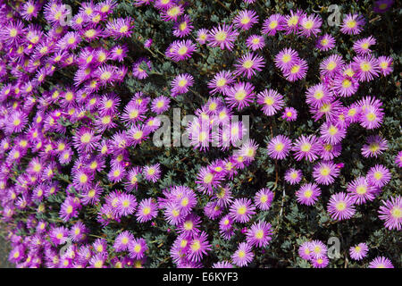 Alpen-Aster Alpinus mit lila Blüten in Nahaufnahme Stockfoto