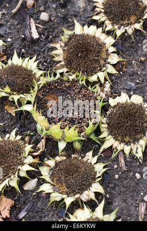 Helianthus Annuus. Sonnenblumenkerne Köpfe links im Garten für die Vögel. Stockfoto