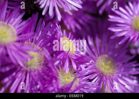 Alpen-Aster Alpinus mit lila Blumen in voller Blüte Stockfoto