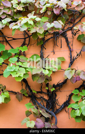 Vitis Coignetiae. Crimson Glory Weinbau gegen eine orange Wand bei RHS Harlow Carr. Stockfoto