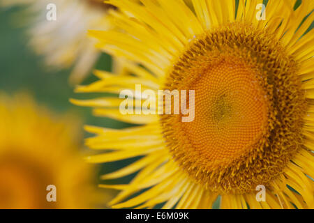 leuchtend gelben Sonnenblumen in Nahaufnahme Stockfoto