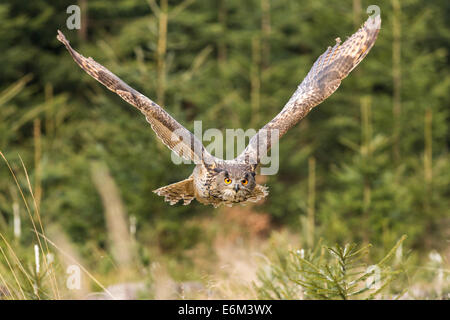 Eurasische Uhu (Bubo Bubo) Tiefflug durch einen Wald Stockfoto