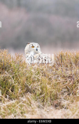 Siberean-Uhu (Bubo Sibiricus) im Moor Stockfoto