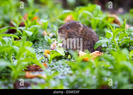 Eurasische Schermaus (Arvicola Amphibius) unter Wasser Kresse in einem stream Stockfoto