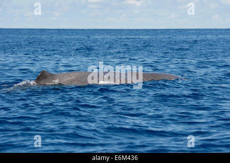 Pottwal, Physeter Macrocephalus, schwimmend an der Oberfläche. Azoren, Atlantik. Stockfoto