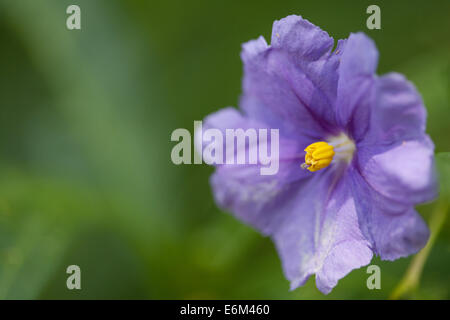 Frameworks Pastell lila in Nahaufnahme Stockfoto