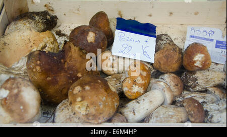 Steinpilze für den Verkauf in einem Geschäft in Bargamo, Italien. Stockfoto