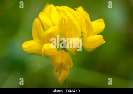 Vogels-Fuß-Kleeblatt (Lotus Corniculatus) in Bovey Valley Woods, Devon. Stockfoto