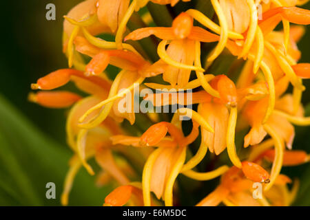 Der Blütenstand der ausgewählten Ingwer Lilie Edward Needham, Hedychium Densiflorum "Geprägtes Blatt" hautnah Stockfoto