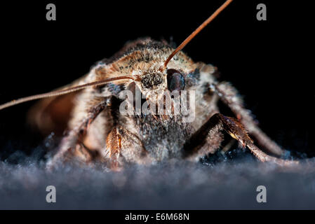 Gelbes Underwing Motte nicht reflektierende Beschichtung auf Facettenaugen, die Licht absorbiert inspiriert mehr Forschung in Sonnenkollektoren. UK Stockfoto