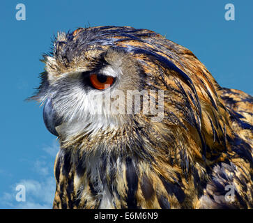 Eurasische Uhu lateinische Name Bubo bubo Stockfoto