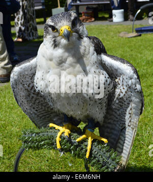 Wanderfalke lateinischen Namen Falco peregrinus Stockfoto