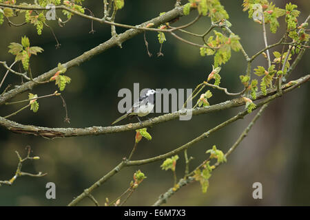 Trauerschnäpper Bachstelze (Motacilla Alba Yarrellii) Stockfoto