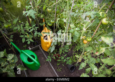 grüne Tomaten und Gießkannen im Gewächshaus Stockfoto