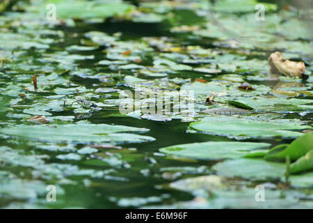 Barred Grass Snake (Natrix helvetica) schwimmt im Juli 2014 Stockfoto