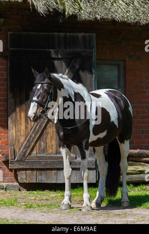 Indianer-Pferd (Equus Ferus Caballus) Pinto Pferd mit Tobiano gefleckten Farbmuster vor Stall in manege Stockfoto