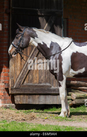 Indianer-Pferd (Equus Ferus Caballus) Pinto Pferd mit Tobiano gefleckten Farbmuster vor Stall in manege Stockfoto