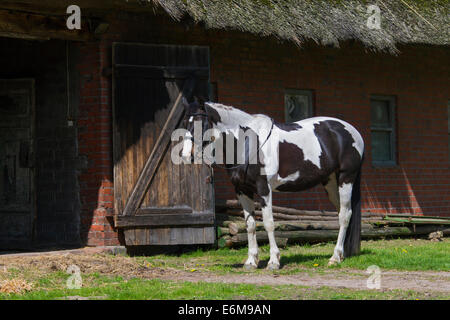 Indianer-Pferd (Equus Ferus Caballus) Pinto Pferd mit Tobiano gefleckten Farbmuster vor Stall in manege Stockfoto