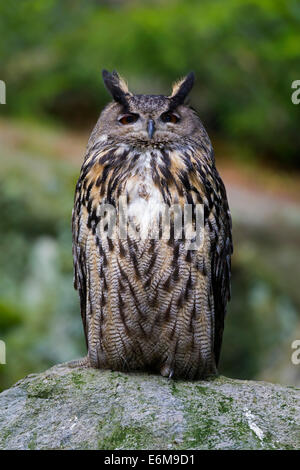 Eurasische Adler-Eule / Europäische Uhu (Bubo Bubo) Porträt Stockfoto